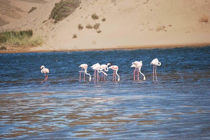 Half-Day Wildlife Tour Through Souss Massa National Park from Agadir photo 2