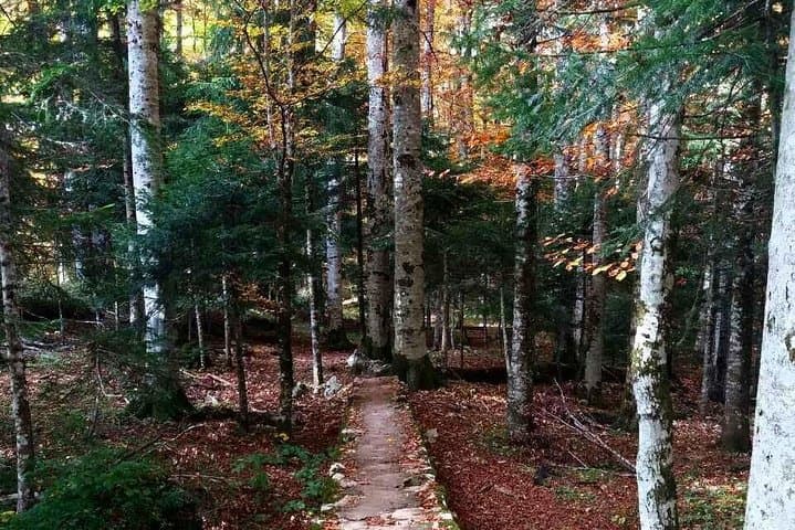 Moraca River Canyon & Biogradska Gora: Private Day Tour from Podgorica photo 2