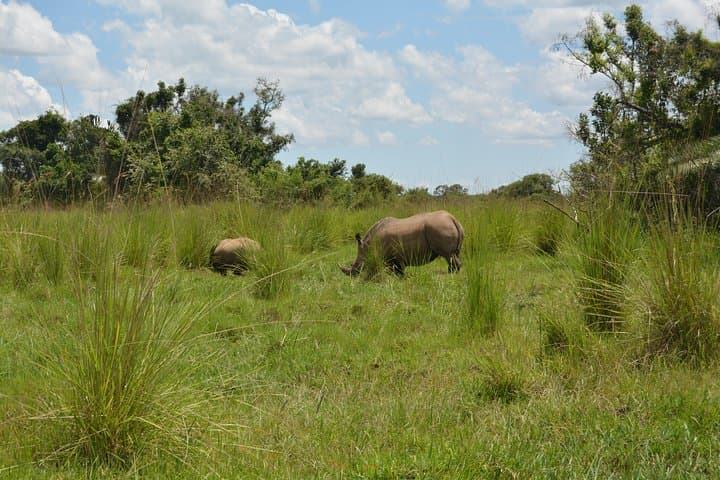 3-Day Murchison Falls Safari: Big Five, Rhino Tracking & Nile Boat Trip photo 3