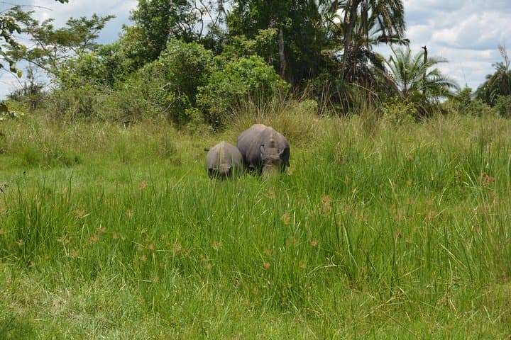 3-Day Murchison Falls Safari: Big Five, Rhino Tracking & Nile Boat Trip photo 4