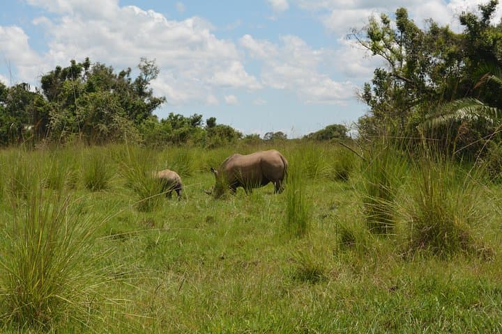3-Day Murchison Falls Safari: Big Five, Rhino Tracking & Nile Boat Trip photo 5