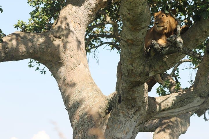 3-Day Queen Elizabeth Safari: Game Drives, Kazinga Cruise & Chimpanzee Tracking