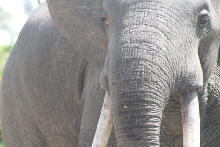 3-Day Queen Elizabeth Safari: Game Drives, Kazinga Cruise & Chimpanzee Tracking photo 2