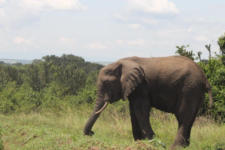 3-Day Queen Elizabeth Safari: Game Drives, Kazinga Cruise & Chimpanzee Tracking photo 3