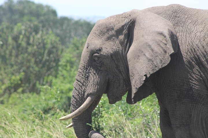 3-Day Queen Elizabeth Safari: Game Drives, Kazinga Cruise & Chimpanzee Tracking photo 4