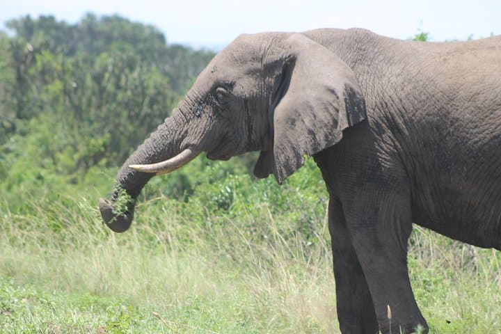 3-Day Queen Elizabeth Safari: Game Drives, Kazinga Cruise & Chimpanzee Tracking photo 5