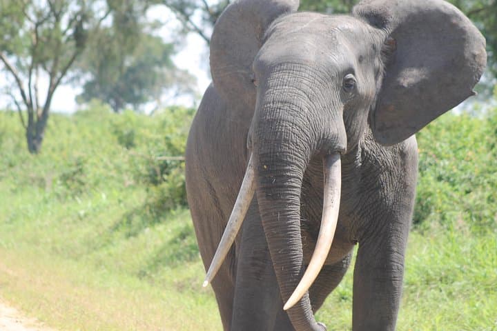3-Day Queen Elizabeth Safari: Game Drives, Kazinga Cruise & Chimpanzee Tracking photo 6