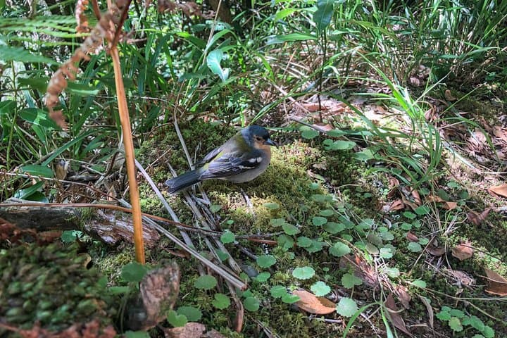 Madeira Walking Week: Guided Levadas & Coastal Trails photo 6