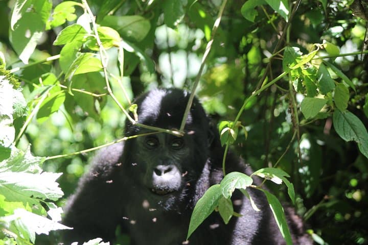 4-Day Gorilla Trekking and Golden Monkeys in Bwindi & Mgahinga National Parks photo 2