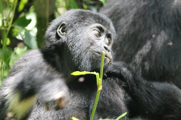 3-Day Gorilla Trekking & Batwa Cultural Experience in Bwindi Impenetrable photo 3