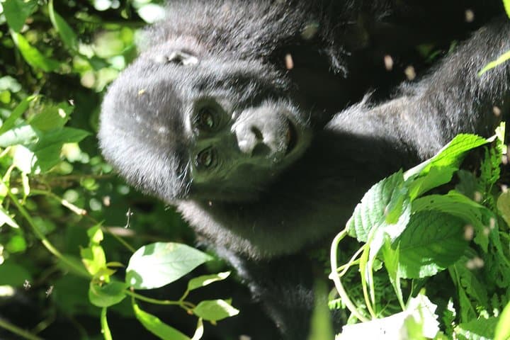 3-Day Gorilla Trekking & Batwa Cultural Experience in Bwindi Impenetrable photo 4