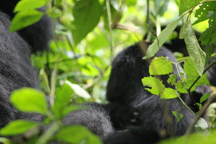 3-Day Gorilla Trekking & Batwa Cultural Experience in Bwindi Impenetrable photo 5