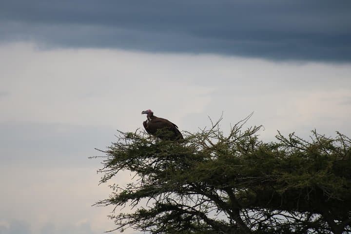 Sunrise & Sunset Canoeing on Lake Mutanda — Virunga Views and Wetland Wildlife photo 2