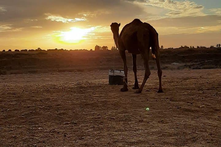 Atlas Mountains Day Trip from Marrakech: Hike, Camel Ride & Berber Lunch