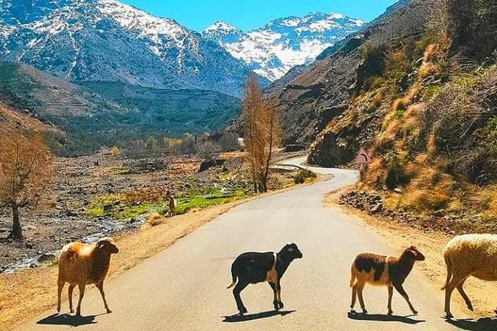 Atlas Mountains Day Trip: Three Valleys, Berber Villages & Waterfalls from Marrakech photo 3