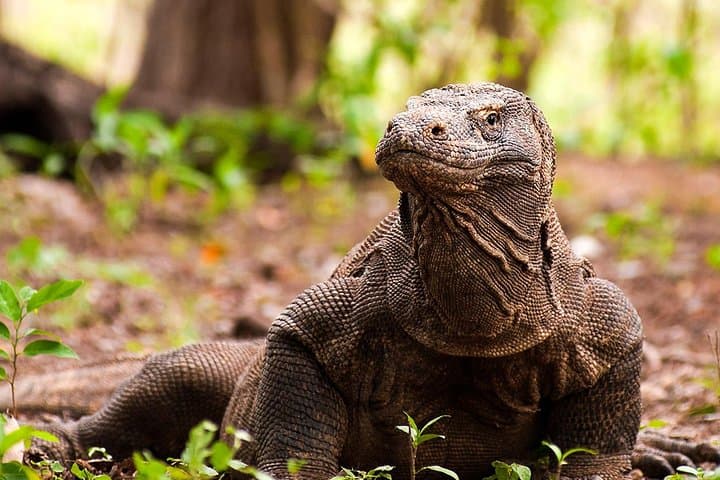 Komodo Island Day Trip: Padar Views, Komodo Dragons, Pink Beach & Manta Snorkel