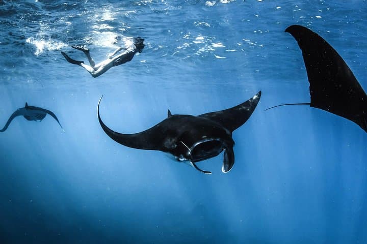 One-Day Komodo Highlights: Padar, Pink Beach, Komodo Dragons & Manta Rays photo 4