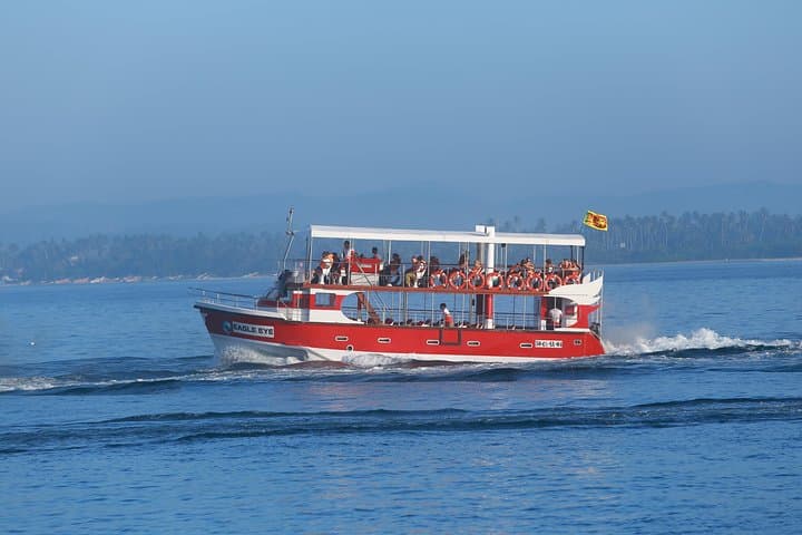 Mirissa Whale Watching with Eagle Eye: Blue Whale & Dolphin Trips on a Trimaran