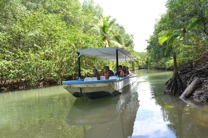 Damas Island Mangrove Boat Tour from Jacó — Monkey & Wildlife Viewing