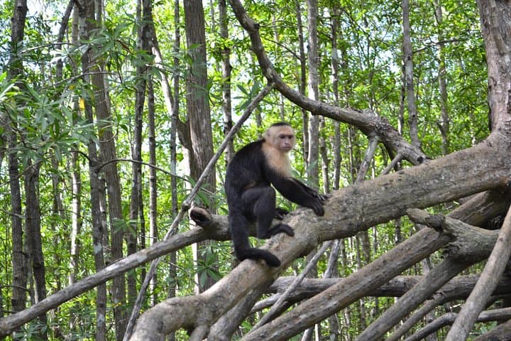 Damas Island Mangrove Boat Tour from Jacó — Monkey & Wildlife Viewing photo 3