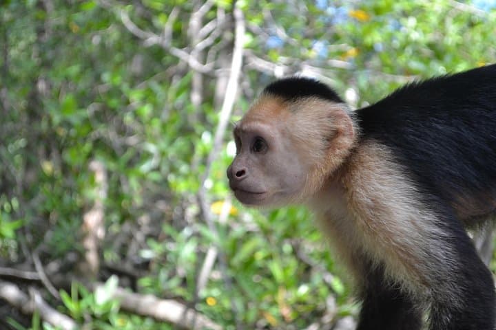 Damas Island Mangrove Boat Tour from Jacó — Monkey & Wildlife Viewing photo 4