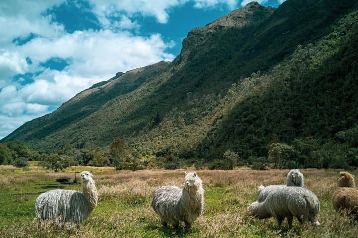 Hike El Cajas Beyond the Common Trail to Llaviucu Lake photo 5