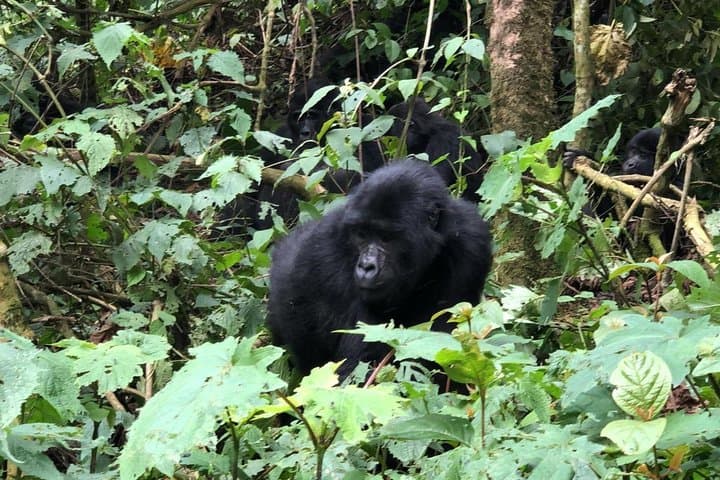 4-Day Gorillas, Chimpanzee Trek & Wildlife Safari from Kampala to Kigali photo 5