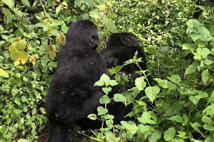 4-Day Gorillas, Chimpanzee Trek & Wildlife Safari from Kampala to Kigali photo 6