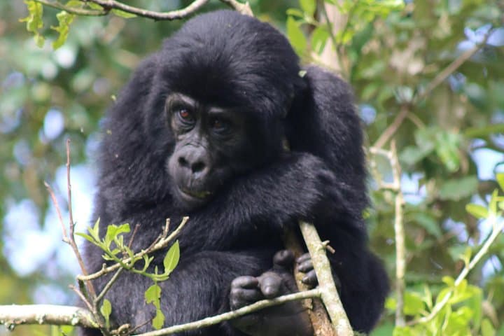 6-Day Gorillas, Golden Monkeys & Chimp Trekking Safari from Kampala to Kigali photo 1