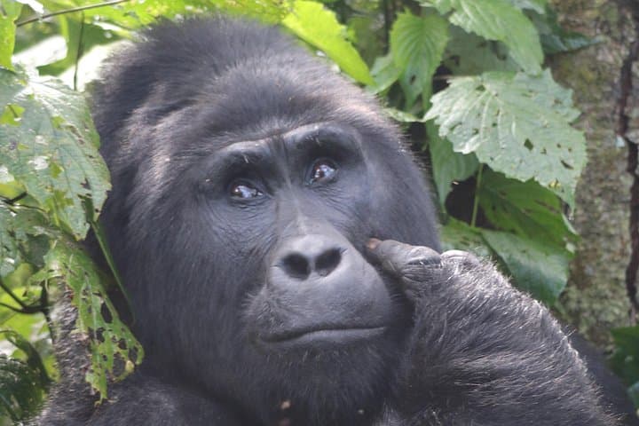 6-Day Gorillas, Golden Monkeys & Chimp Trekking Safari from Kampala to Kigali photo 2
