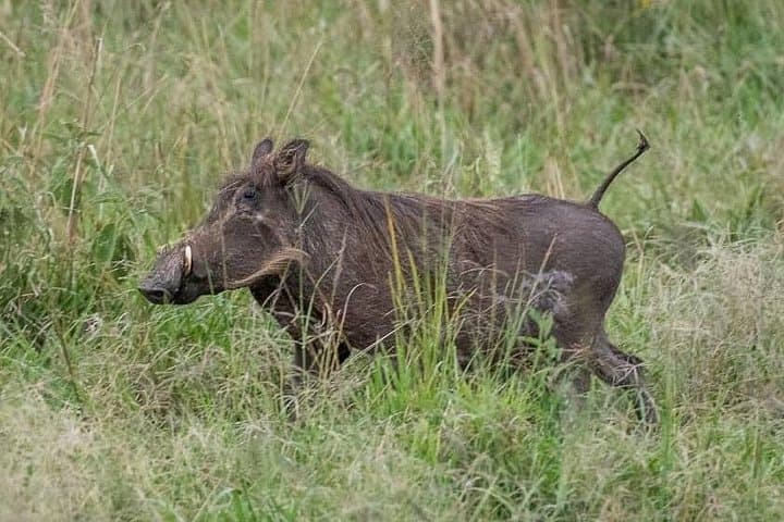 6-Day Gorillas, Golden Monkeys & Chimp Trekking Safari from Kampala to Kigali photo 3