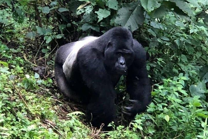 6-Day Gorillas, Golden Monkeys & Chimp Trekking Safari from Kampala to Kigali photo 4