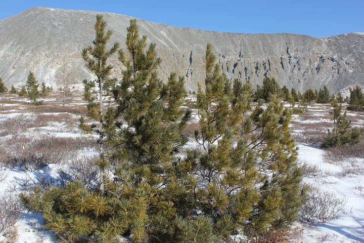 Mongolia Ice and Camel Festival: 13-Day Gobi & Khuvsgul Winter Adventure photo 2