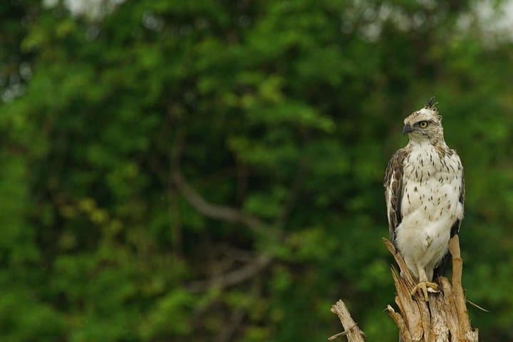Half-Day Udawalawe Safari from Ella — Elephant Encounters & Birding photo 3