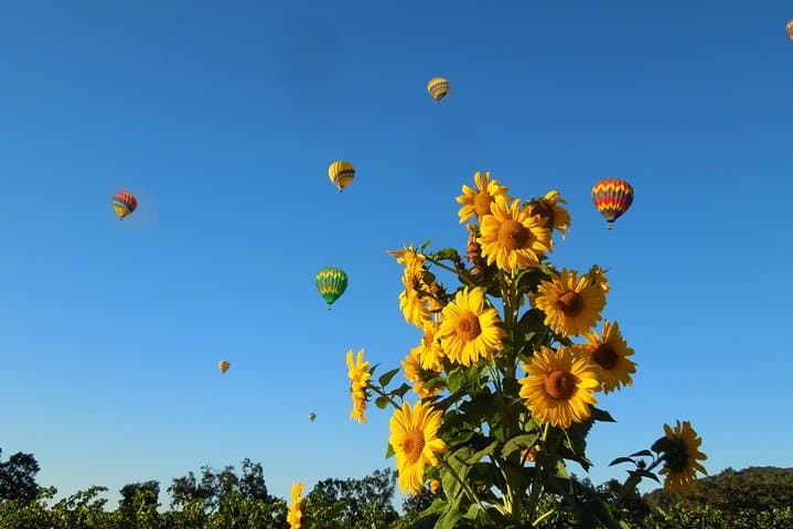 Napa Hot Air Balloon Ride & Private Wine Tasting from San Francisco photo 3