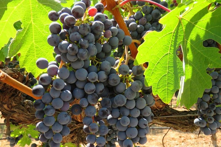 Napa Hot Air Balloon Ride & Private Wine Tasting from San Francisco photo 4