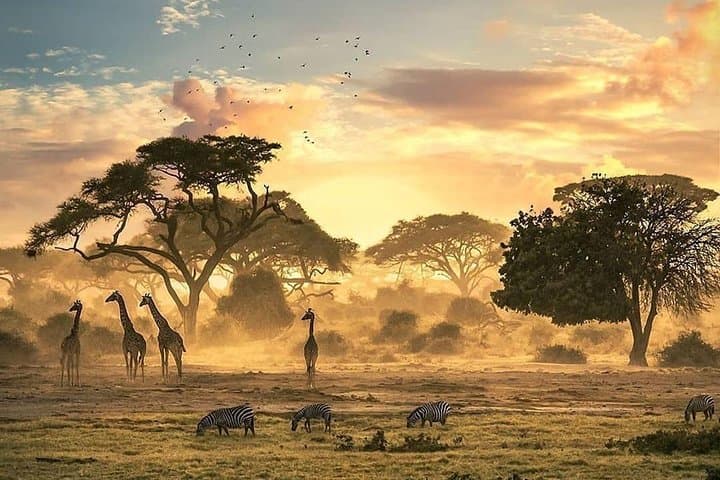 Ngorongoro Crater Day Safari: Wildlife Game Drive from Arusha photo 3
