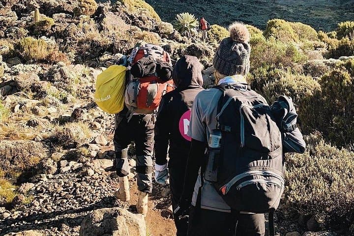 Day Hike to Mount Kilimanjaro’s Mandara Hut — Day Trip from Arusha photo 4