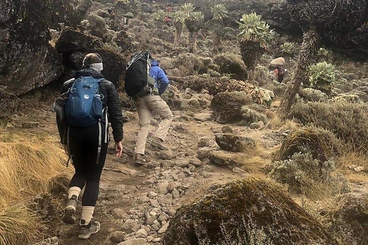 Day Hike to Mount Kilimanjaro’s Mandara Hut — Day Trip from Arusha