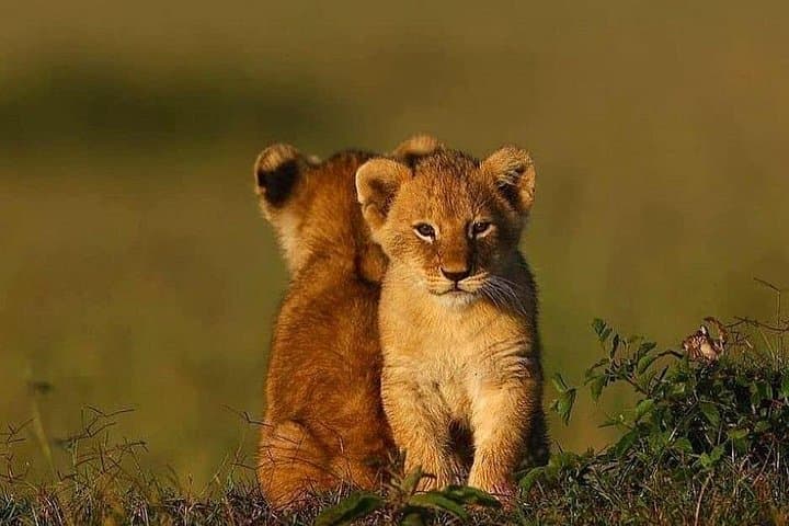 Ngorongoro Crater Day Safari: Wildlife Game Drive from Arusha photo 1