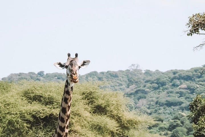 2-Day Mid-Range Safari to Tarangire & Ngorongoro Crater — Big Five Adventure photo 3
