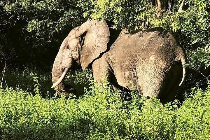 3-Day Mole National Park Safari: Elephants, Larabanga Mosque & Canoe Village Experience photo 2