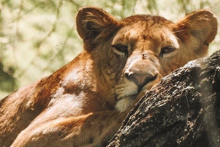 Private Ngorongoro Crater Day Trip: Full-Day Safari from Arusha photo 4