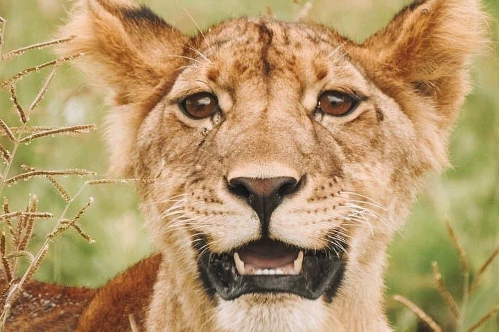 2-Day Mid-Range Safari to Tarangire & Ngorongoro Crater — Big Five Adventure photo 4
