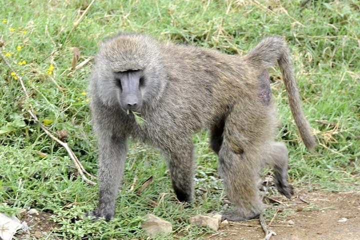 Lake Nakuru Day Safari: Flamingos, Rhinos & Rift Valley Cliffs