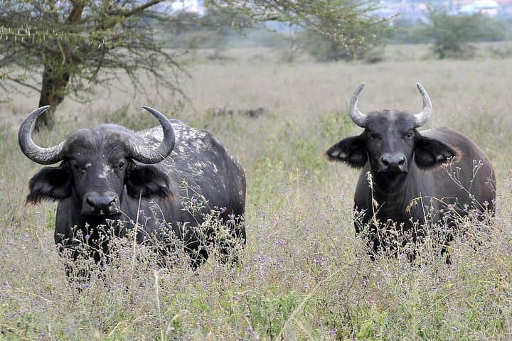 Lake Nakuru Day Safari: Flamingos, Rhinos & Rift Valley Cliffs photo 2