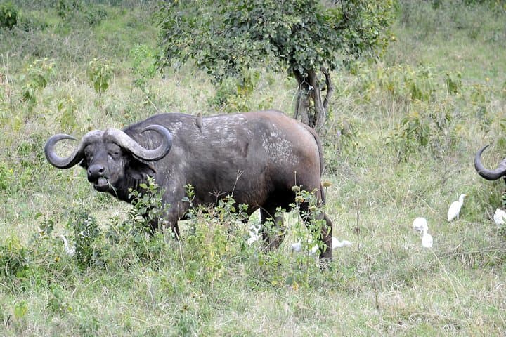 Lake Nakuru Day Safari: Flamingos, Rhinos & Rift Valley Cliffs photo 3