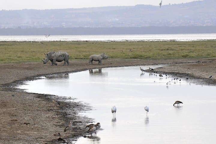 Lake Nakuru Day Safari: Flamingos, Rhinos & Rift Valley Cliffs photo 4