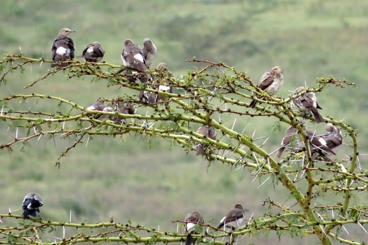 Lake Nakuru Day Safari: Flamingos, Rhinos & Rift Valley Cliffs photo 5