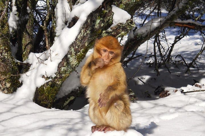 Fez to the Middle Atlas: Ifrane, Azrou and the Cedar Monkey Forest — A Full-Day Mountain Escape